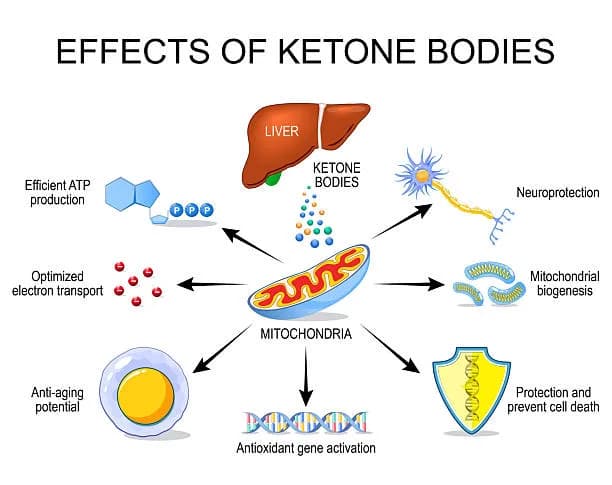 Diagram from the Lipid and Amino Acid Metabolism MCAT notes