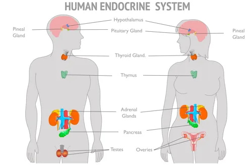 Diagram from the Endocrine System MCAT notes