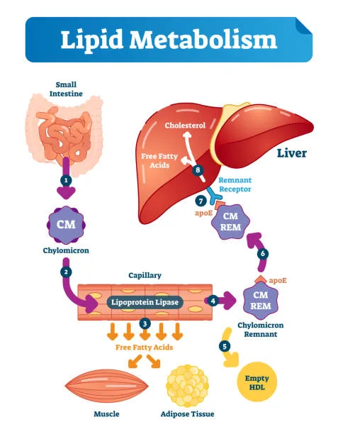Diagram from the Lipid and Amino Acid Metabolism MCAT notes