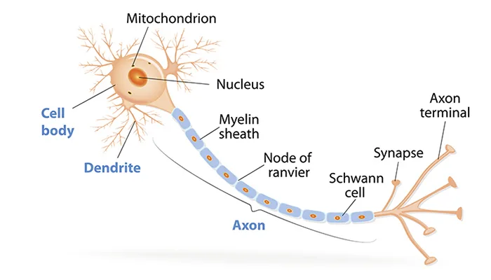 Diagram from the Nervous System MCAT notes