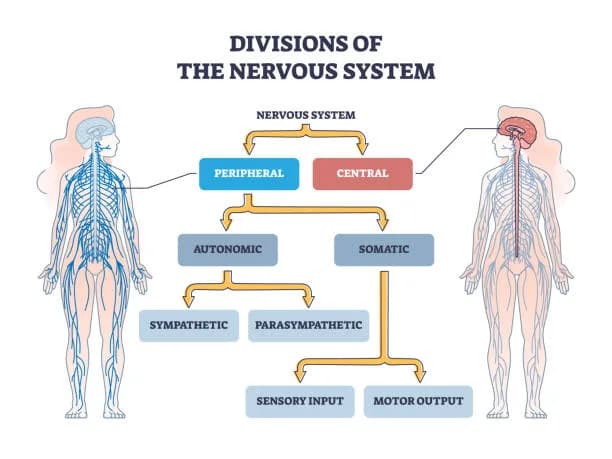 Diagram from the Nervous System MCAT notes