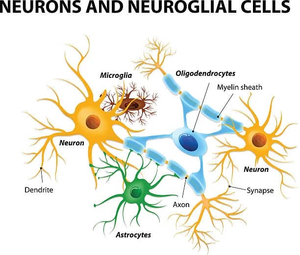 Diagram from the Nervous System MCAT notes