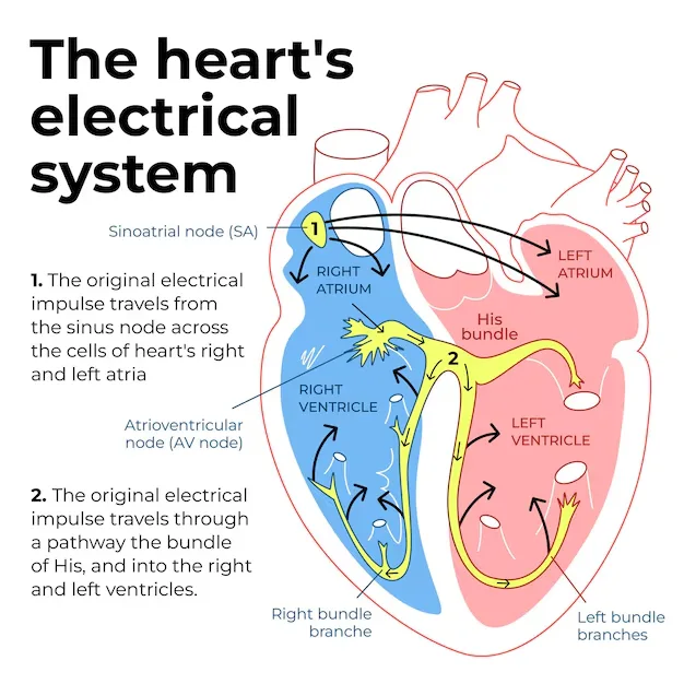 Diagram from the Cardiovascular System MCAT notes