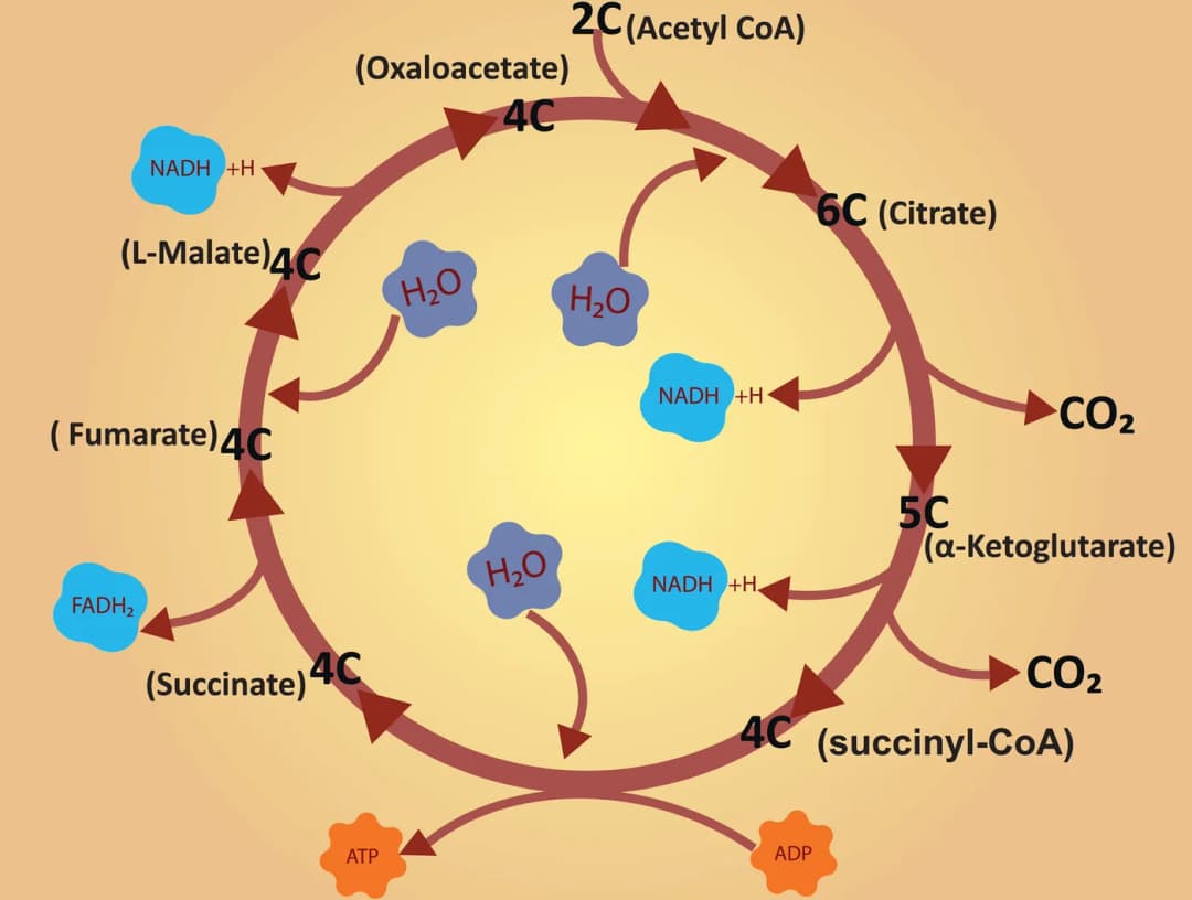 Diagram from the Carbohydrate Metabolism II: Aerobic Respiration MCAT notes