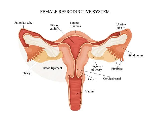 Diagram from the Reproduction MCAT notes