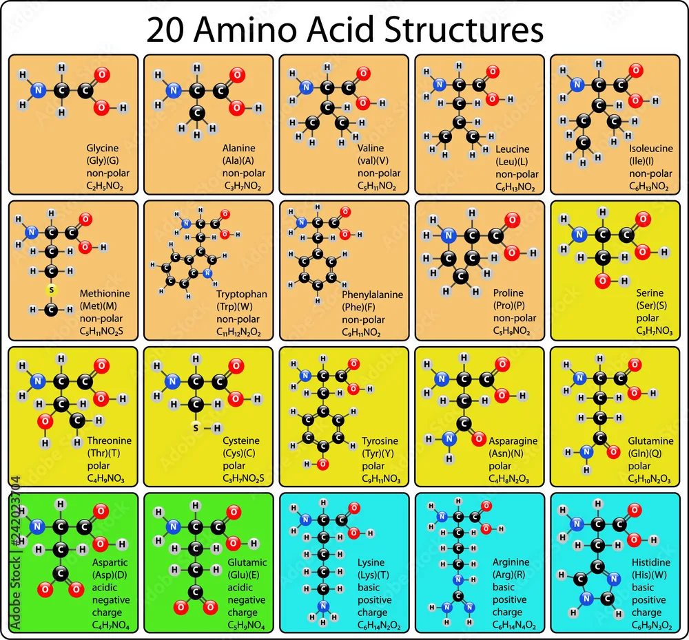 Diagram from the Amino Acids, Peptides, and Proteins MCAT notes