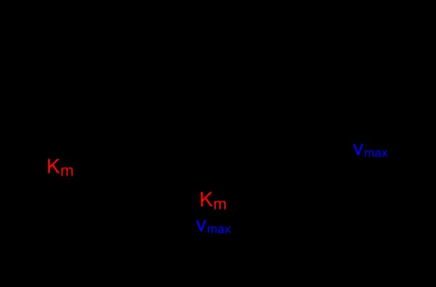 Diagram from the Enzymes MCAT notes