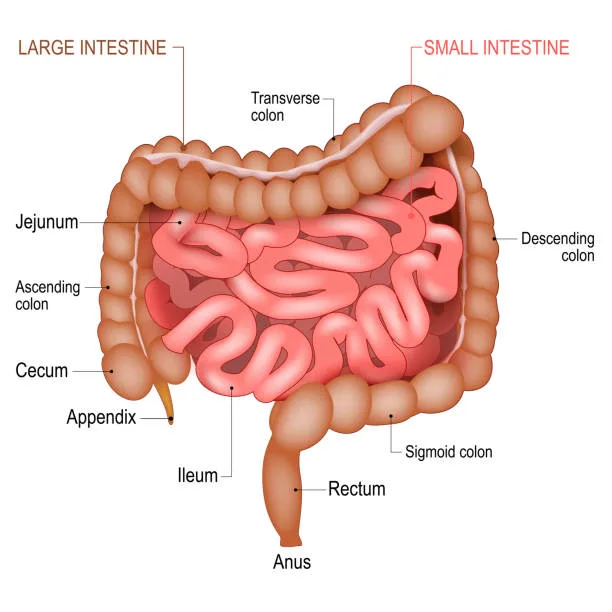 Diagram from the Digestive System MCAT notes