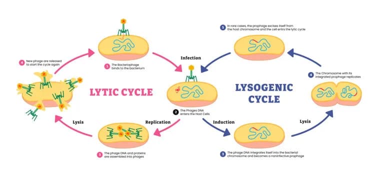Diagram from the The Cell MCAT notes