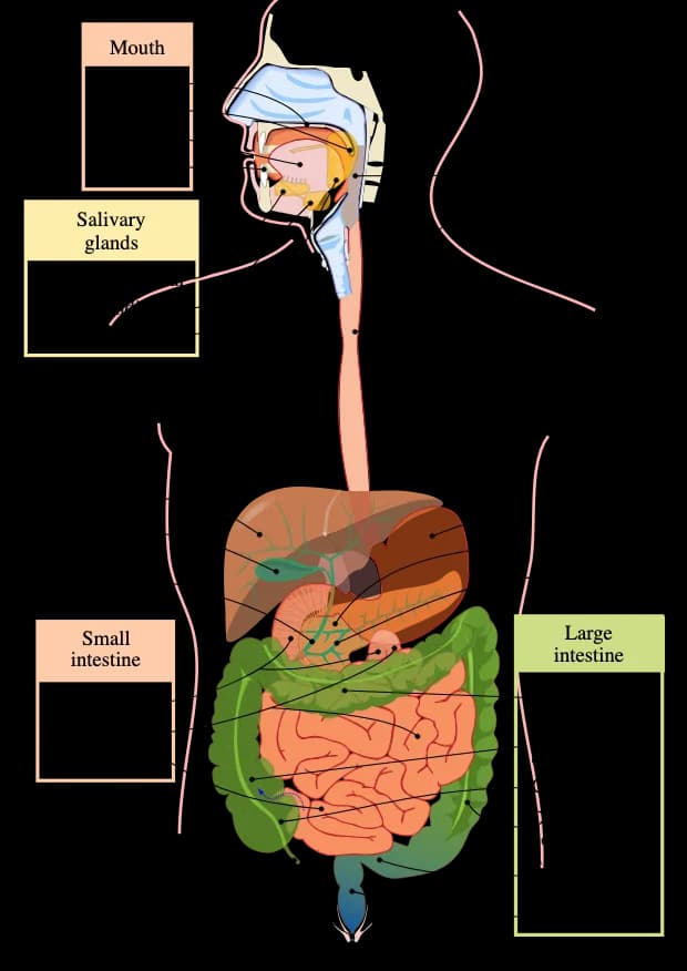 Diagram from the Digestive System MCAT notes