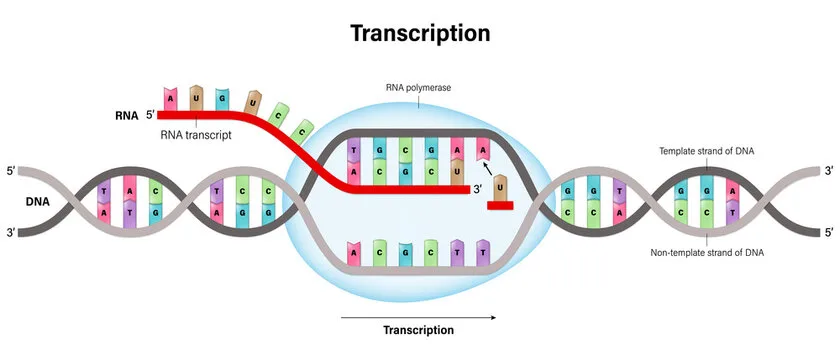 Diagram from the RNA and the Genetic Code MCAT notes