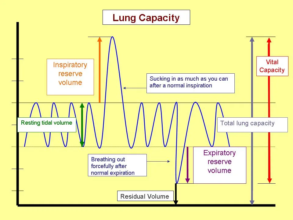 Diagram from the Respiratory System MCAT notes