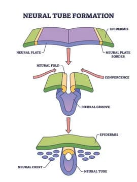 Diagram from the Embryogenesis and Development MCAT notes
