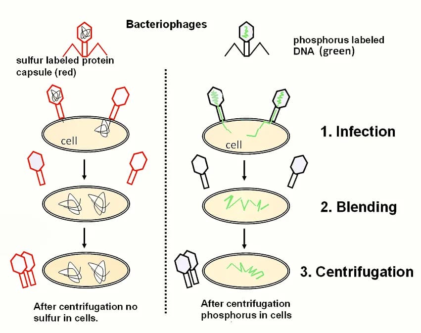 Diagram from the Genetics and Evolution MCAT notes
