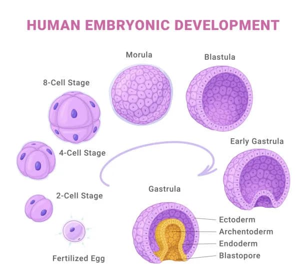 Diagram from the Embryogenesis and Development MCAT notes