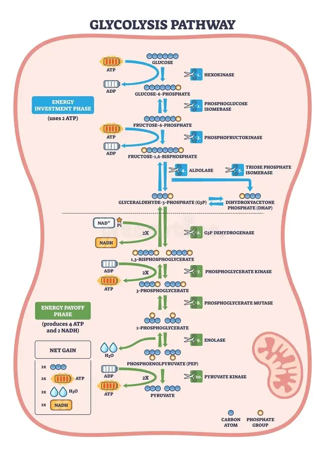 Diagram from the Carbohydrate Metabolism I MCAT notes
