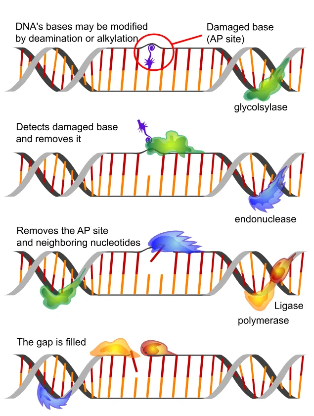 Diagram from the DNA and Biotechnology MCAT notes