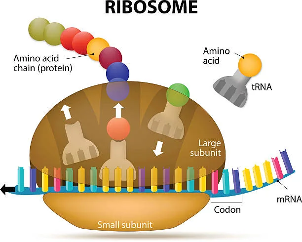 Diagram from the RNA and the Genetic Code MCAT notes