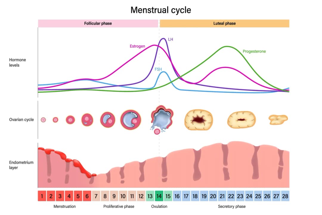 Diagram from the Reproduction MCAT notes