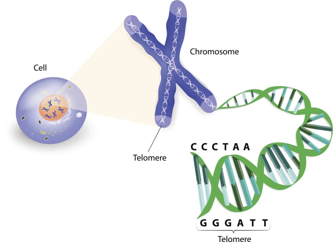 Diagram from the DNA and Biotechnology MCAT notes