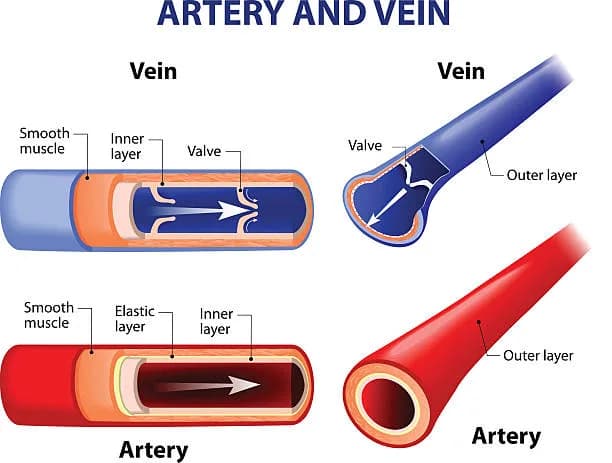 Diagram from the Cardiovascular System MCAT notes