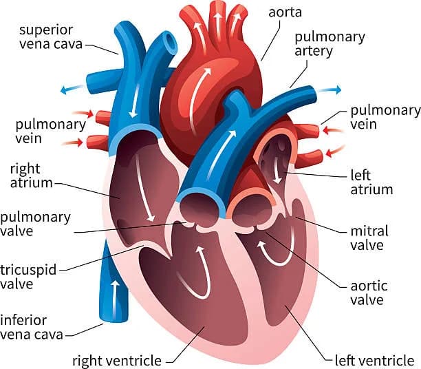 Diagram from the Cardiovascular System MCAT notes