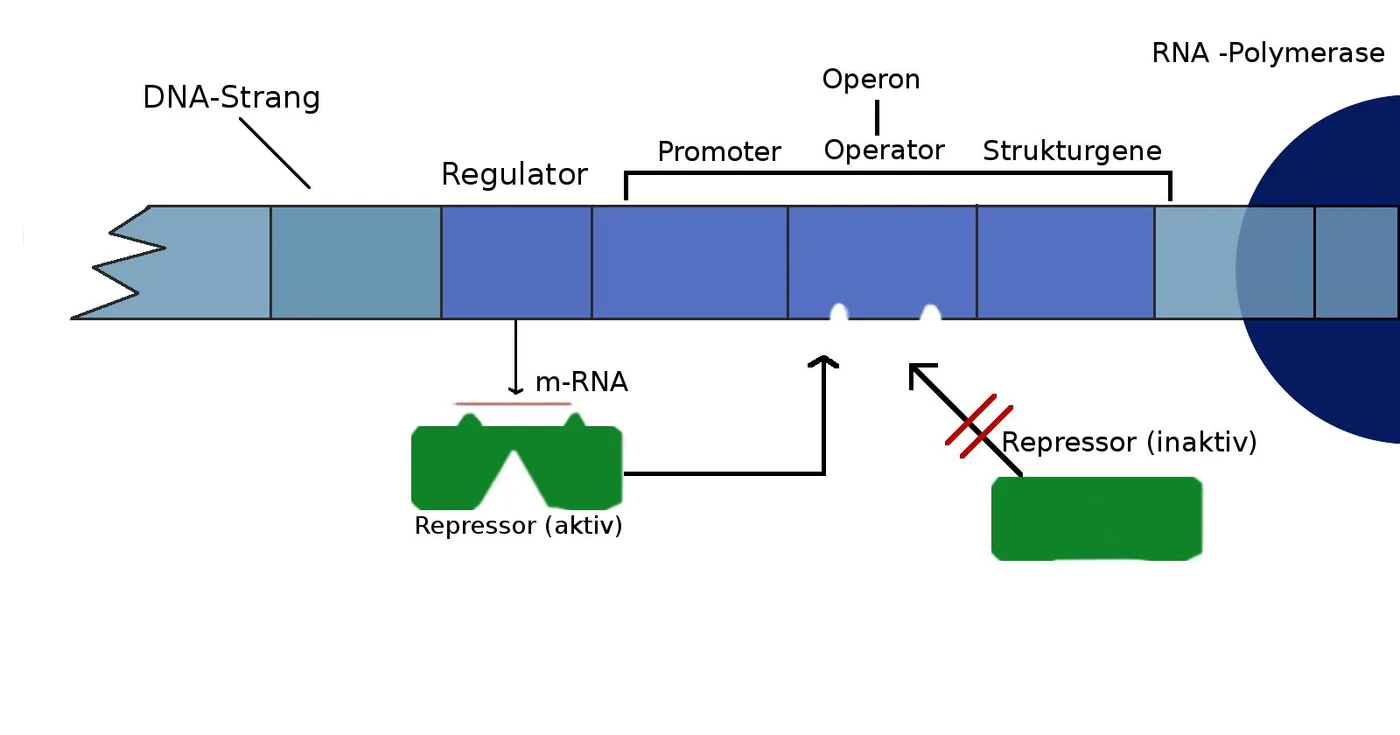 Diagram from the RNA and the Genetic Code MCAT notes