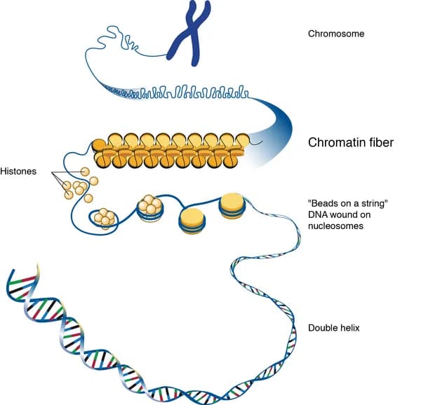 Diagram from the DNA and Biotechnology MCAT notes
