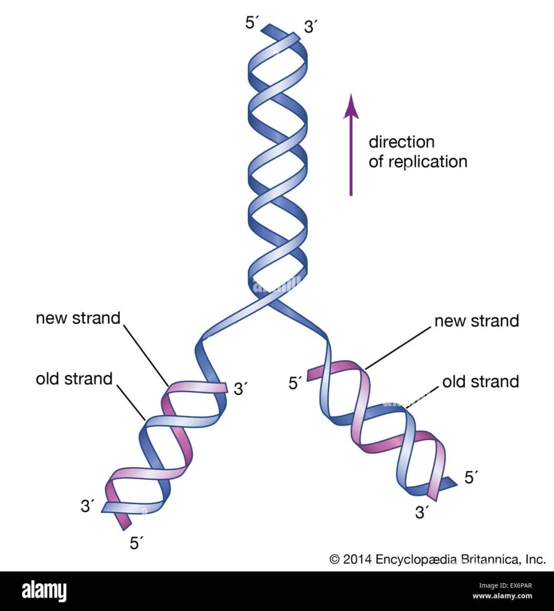 Diagram from the DNA and Biotechnology MCAT notes