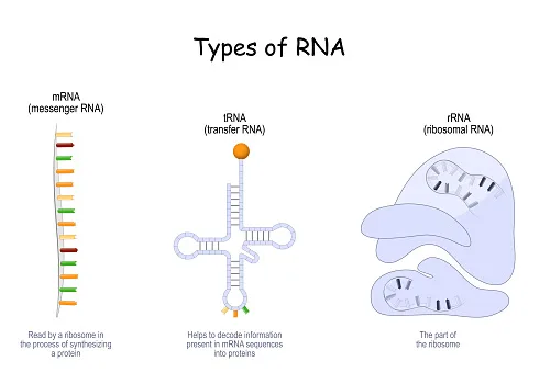 Diagram from the RNA and the Genetic Code MCAT notes