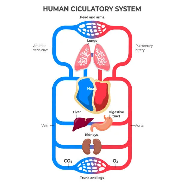Diagram from the Cardiovascular System MCAT notes