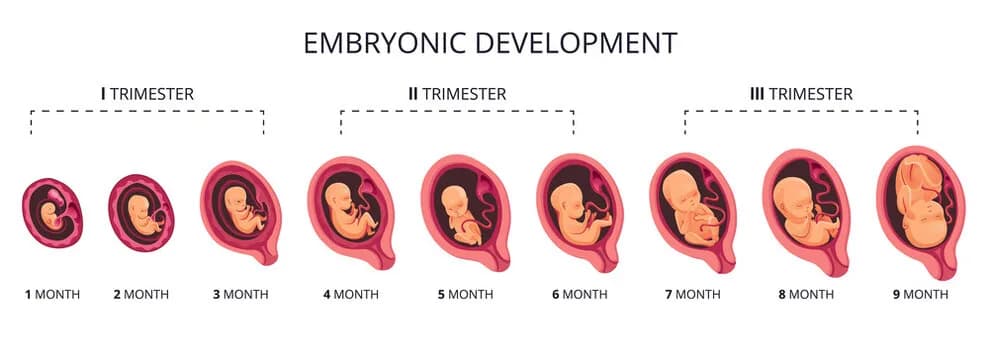 Diagram from the Embryogenesis and Development MCAT notes
