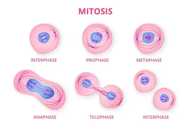 Diagram from the Reproduction MCAT notes