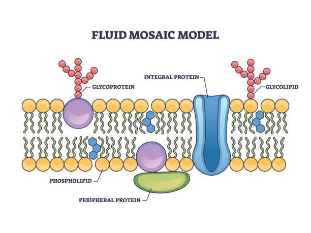 Diagram from the Biological Membranes MCAT notes