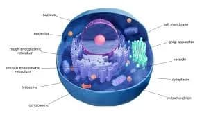Diagram from the The Cell MCAT notes