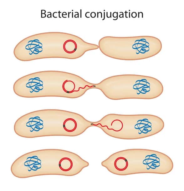 Diagram from the The Cell MCAT notes
