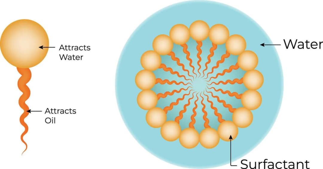 Diagram from the Lipid Structure and Function MCAT notes