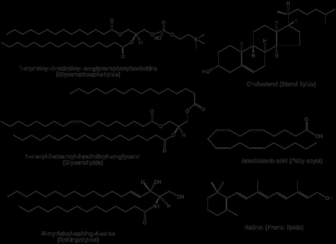 Diagram from the Lipid Structure and Function MCAT notes