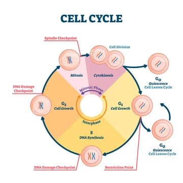 Diagram from the Reproduction MCAT notes