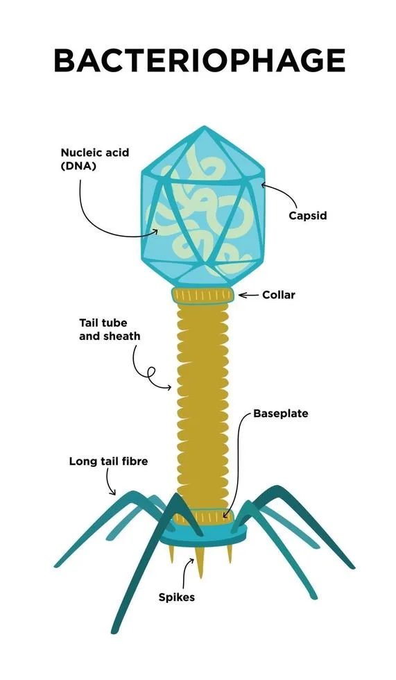 Diagram from the The Cell MCAT notes