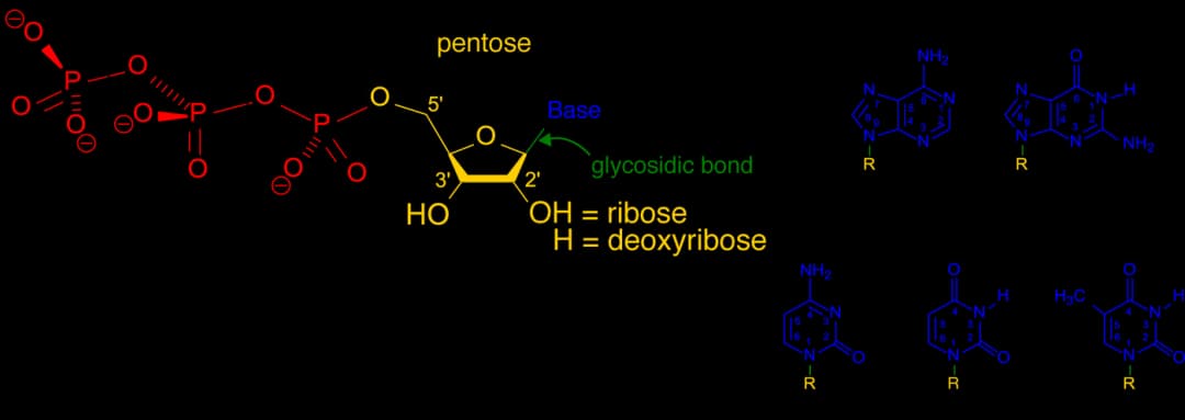 Diagram from the DNA and Biotechnology MCAT notes