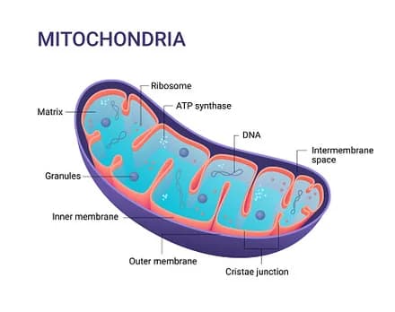 Diagram from the Biological Membranes MCAT notes