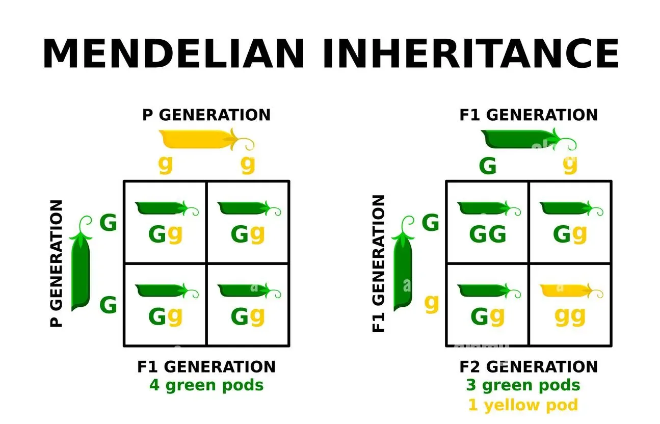 Diagram from the Genetics and Evolution MCAT notes