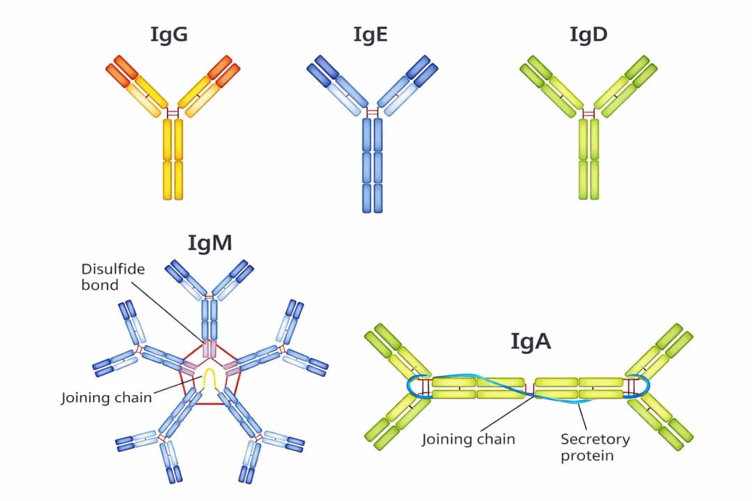 Diagram from the Immune System MCAT notes