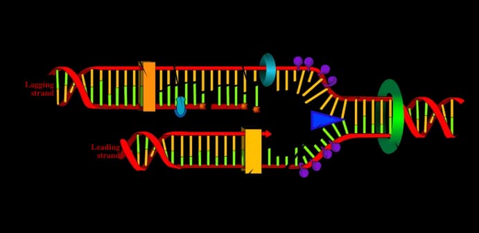 Diagram from the DNA and Biotechnology MCAT notes