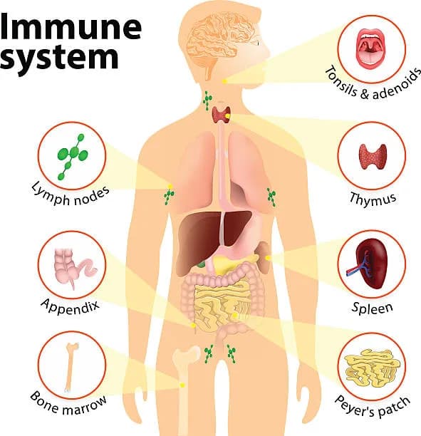 Diagram from the Immune System MCAT notes