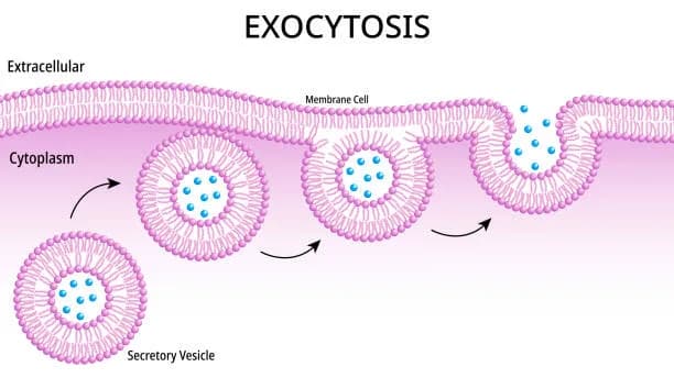 Diagram from the Biological Membranes MCAT notes