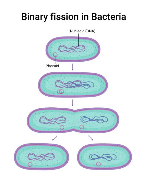Diagram from the The Cell MCAT notes