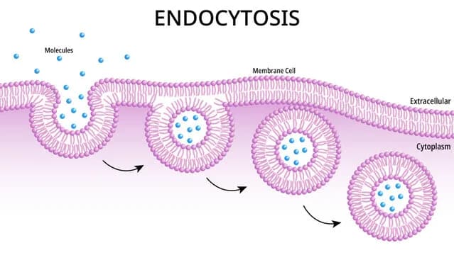 Diagram from the Biological Membranes MCAT notes
