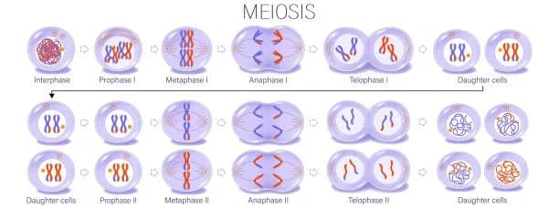 Diagram from the Reproduction MCAT notes